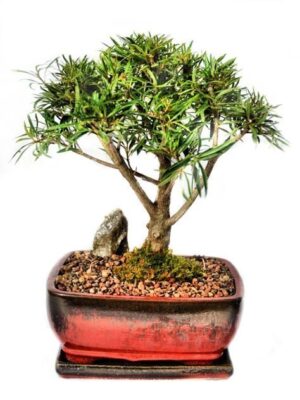 Bonsai Ficus Nerifolia