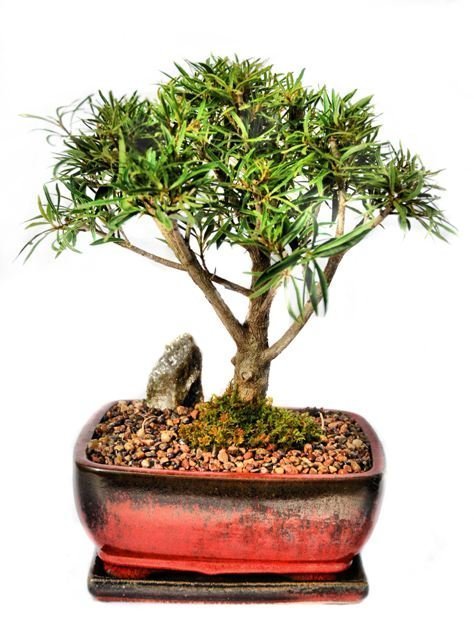 Bonsai Ficus Nerifolia 1