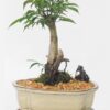 Bonsai Ficus Oriental Small