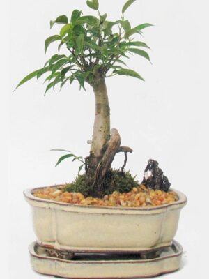 Bonsai Ficus Oriental