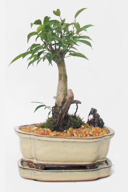 Bonsai Ficus Oriental Small