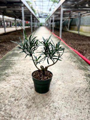 Bonsai Podocarpus