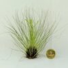 Tillandsia Filifolia