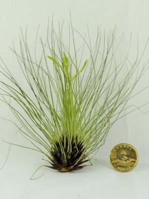 Tillandsia Filifolia