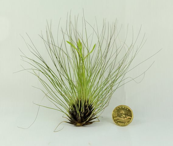 Tillandsia Filifolia