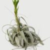 Xerographica King of Air Plants