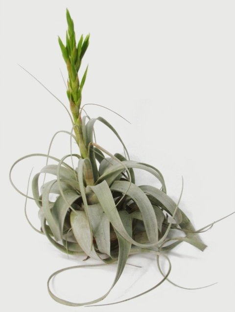 Xerographica King of Air Plants