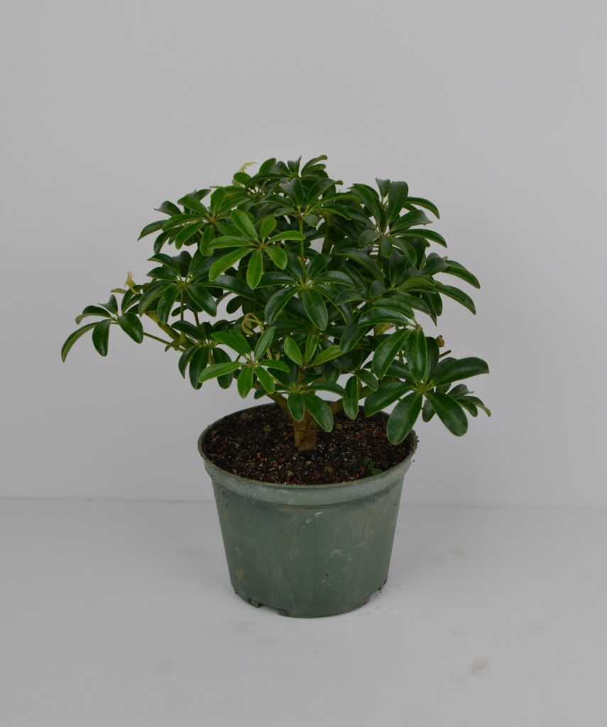 Bonsai Schefflera