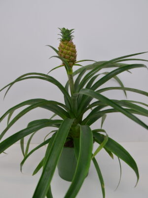 Bromeliad Pineapple