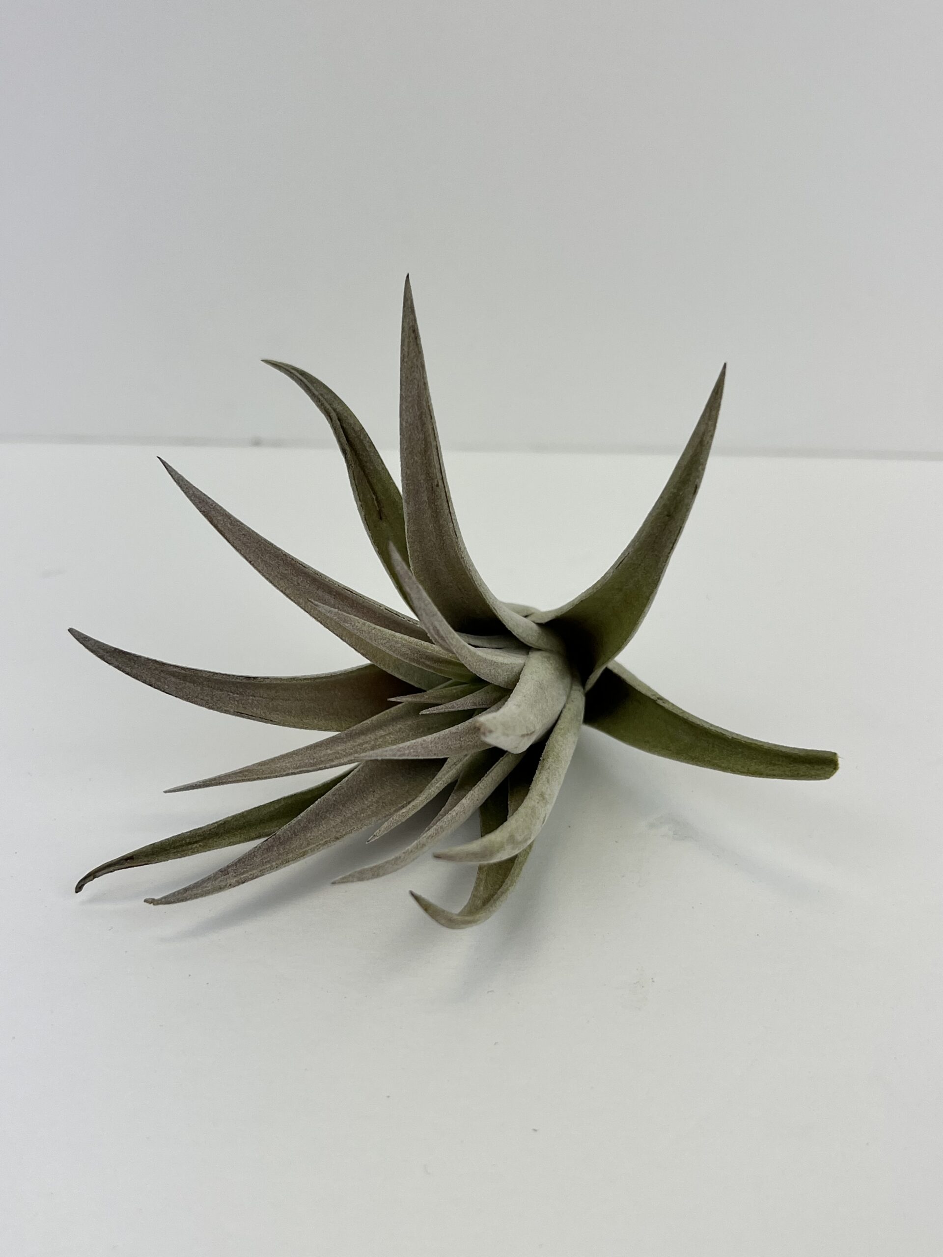 Tillandsia Harrisii - Tropical Expressions