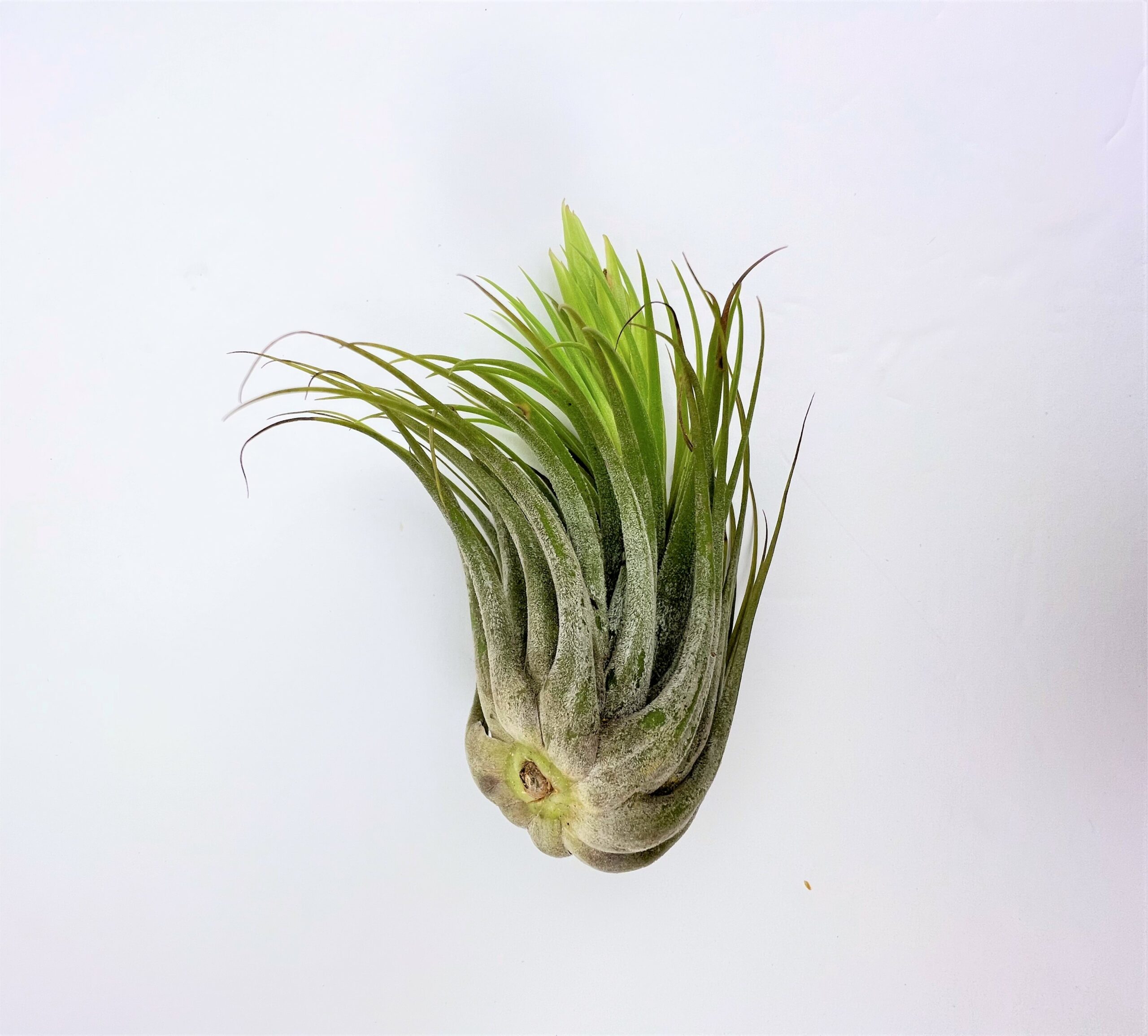 2022年最新海外 Tillandsia ionantha 576 ex. EJG - 観葉植物