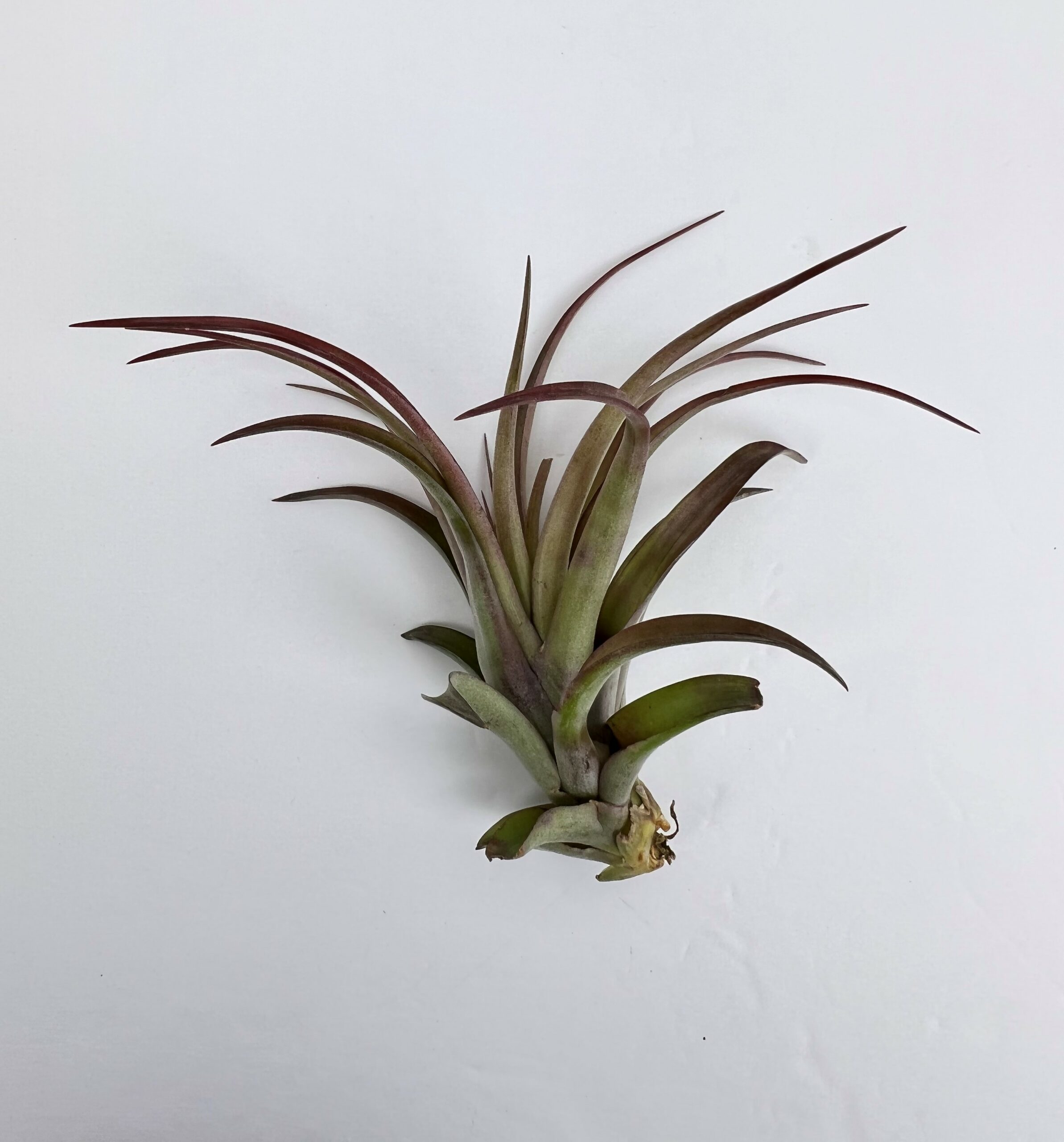 Pianta Aerea Tillandsia Multiflora Green – Mellow Concrete