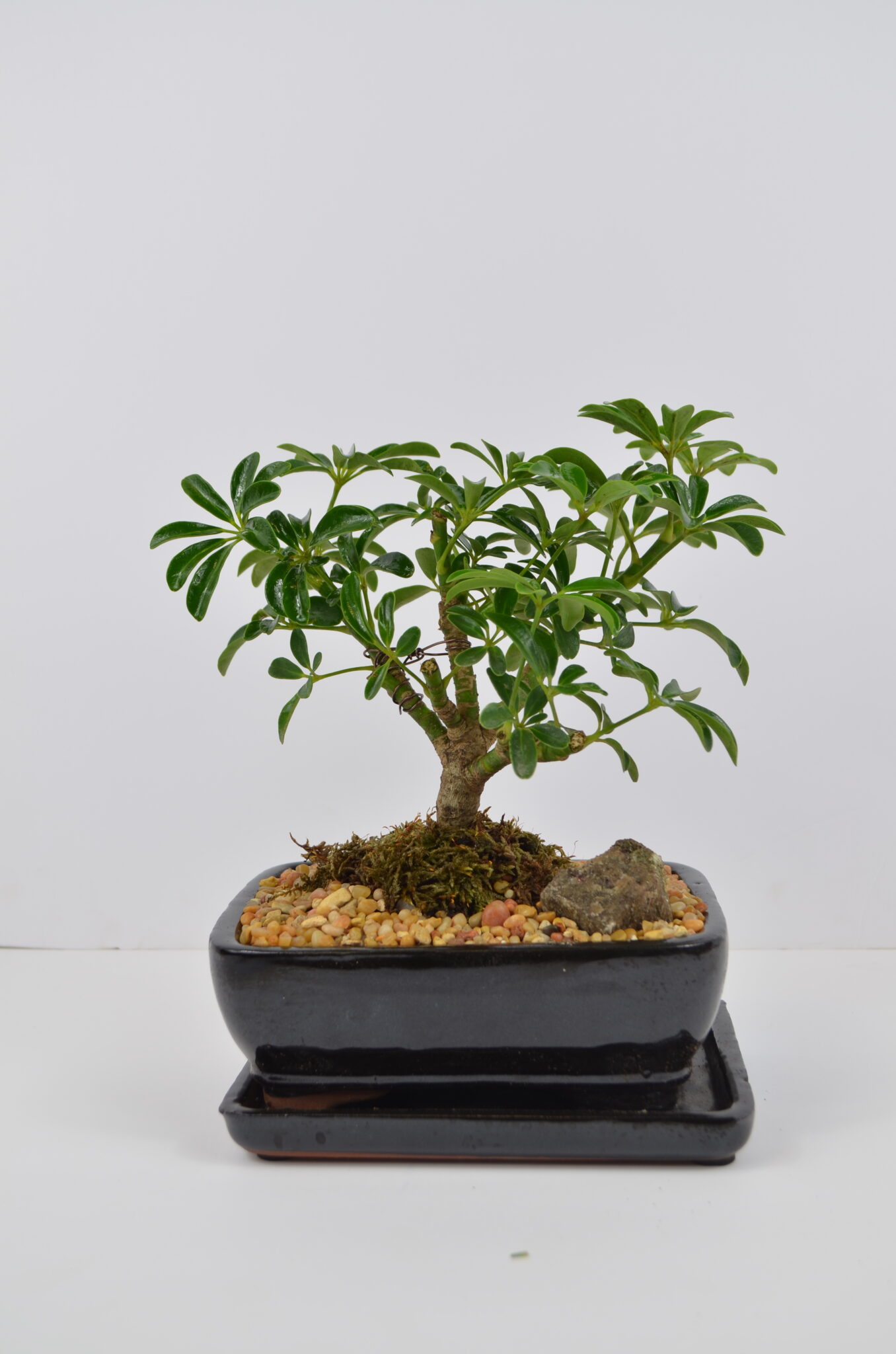 Bonsai Schefflera Tropical Expressions