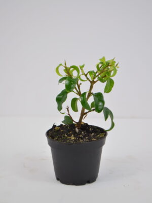 Bonsai Ficus Too Little