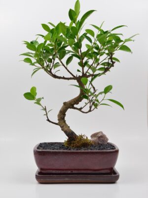 Bonsai Ficus Tiger Bark
