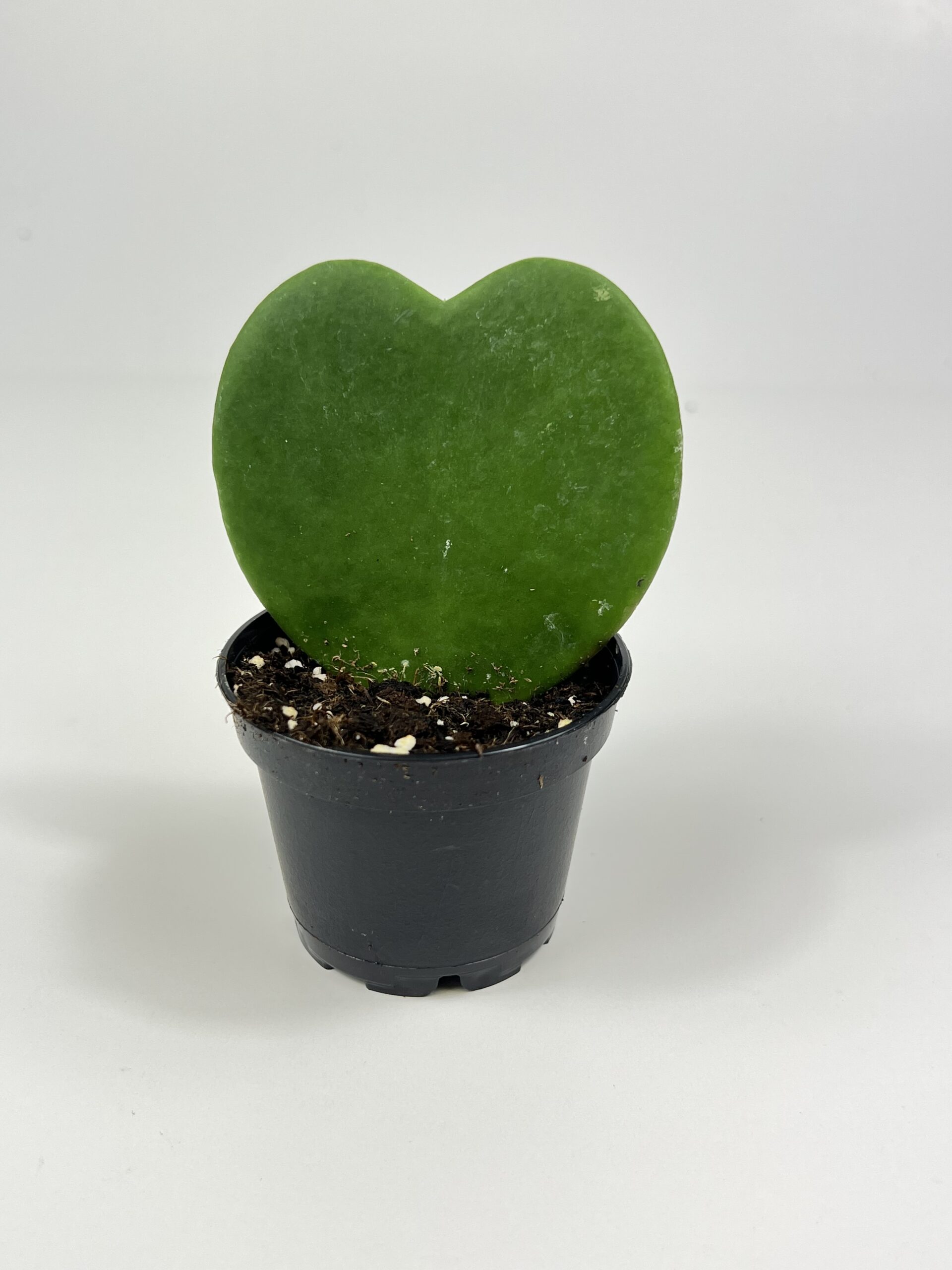 Hoya heart online plant