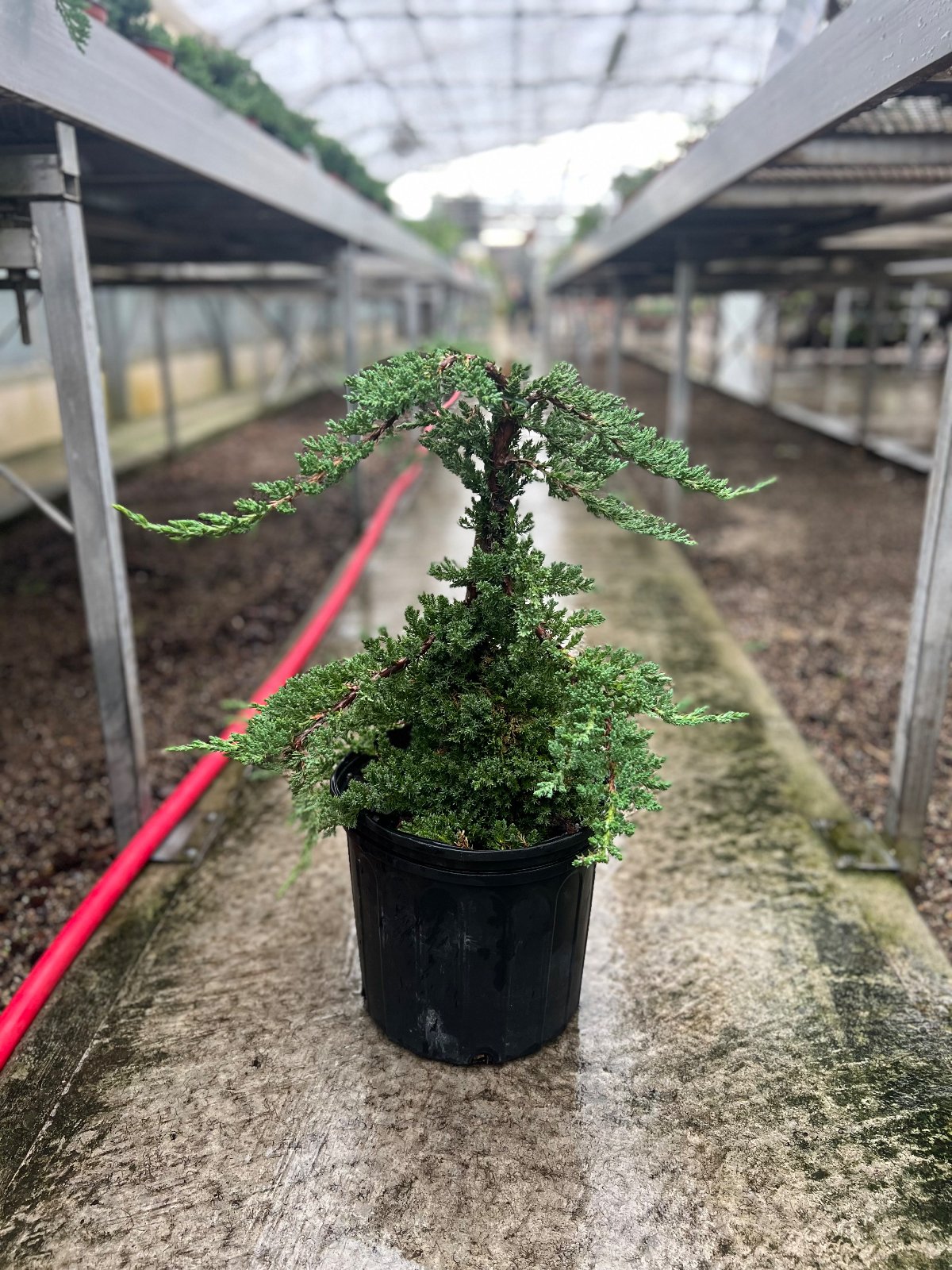 Juniper Bonsai Tree Land/Water Pot - Small (Juniper