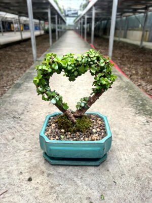 Mini Jade Bonsai Heart