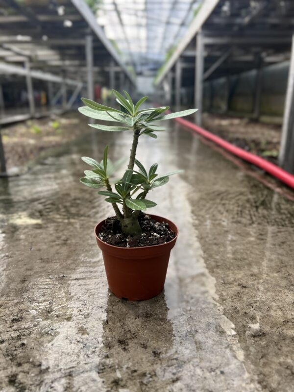 4" Desert Rose