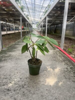 Strangler Fig Bonsai