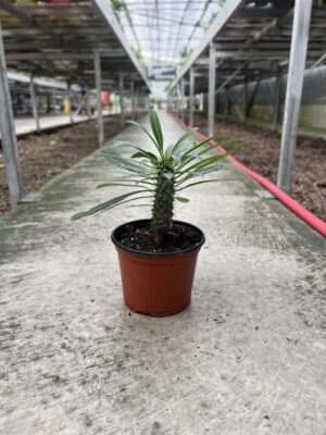 Madagascar Palm