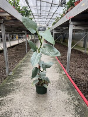 Philodendron Silver Sword