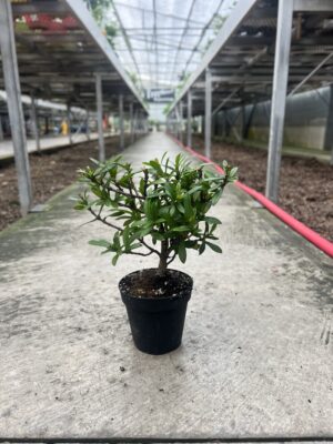 5″ Strawberry Myrtle Grower Pot