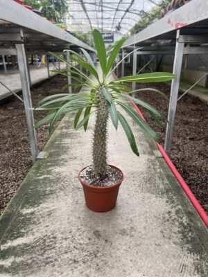 Madagascar Palm